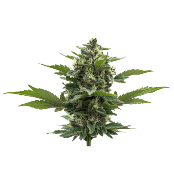 biomasa biomasa